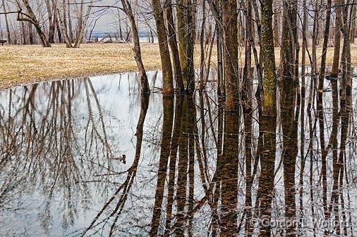 Swamped Trees_15253.jpg - Photographed at Ottawa, Ontario - the capital of Canada.